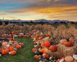 Top 10 pumpkin patches in Utah, according to Google Maps reviews