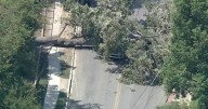 $1 million+ lawsuit filed after tree crushes SUV in East Dallas, paralyzing young mother