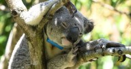 Koala STD vaccine breakthrough offers human blueprint