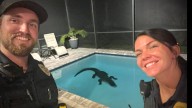 Florida alligator hatchling season: Wildlife laws to know, gator removal