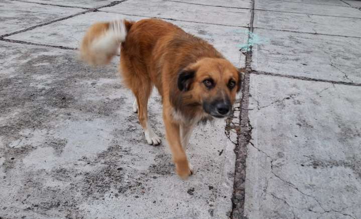 SEPE impulsa en las aulas la tenencia responsable de animales mediante pláticas y materiales didácticos