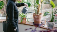 El simple error al regar las plantas que podría arruinarlas por completo sin que te des cuenta