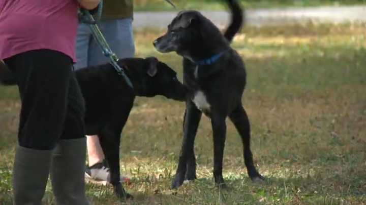 Healthy Hearts and Paws Project in Warren hosts 'My Gotcha Day' adoption event