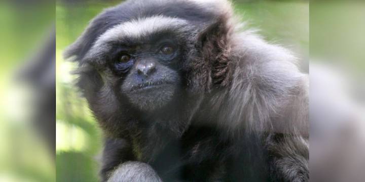 Gibbon that was at Mesker Park Zoo for over 20 years dies