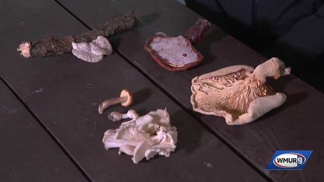 Grow it Green: Sean O'Brien shares tips on identifying different types of mushrooms