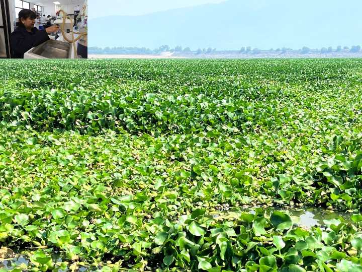 Científica de la UAEH transforma el lirio en plástico biodegradable y útil