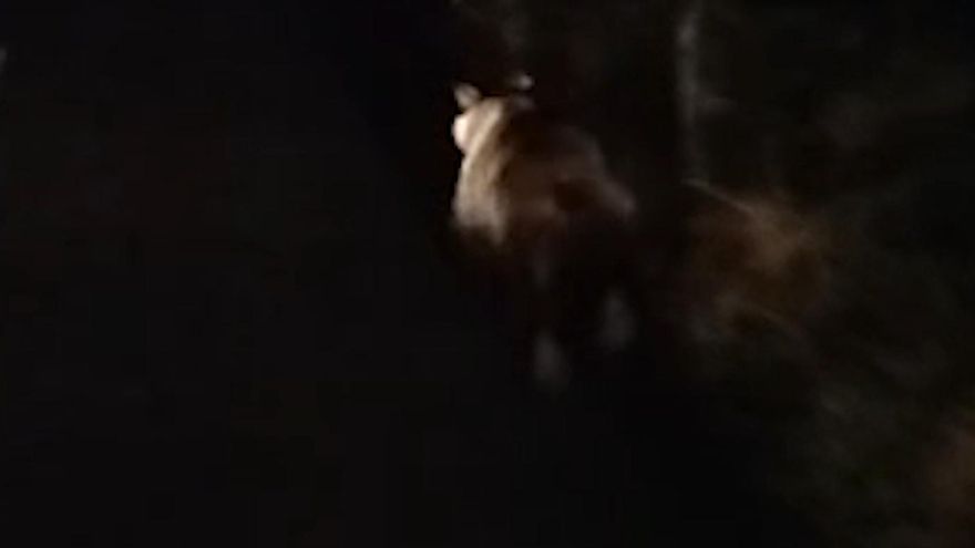Un oso grabado a la carrera en la carretera de Idarga (Salas): "Impresiona un poco encontrártelo"
