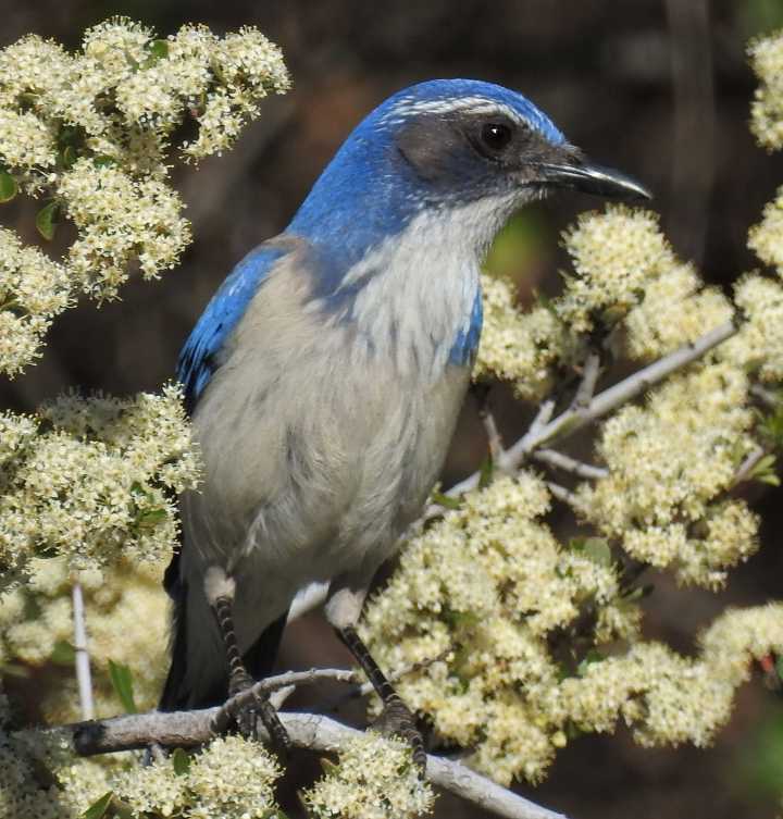 For the Love of Birds