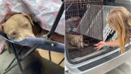 California Pittie Is Found Curled Up On The Side Of The Road Guarding More Than Herself