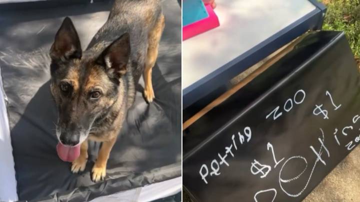 Florida Man Thinks His Dog Was Taken By A Kid Until A Message On The Noticeboard Changes Everything