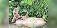 More than 1,000 sick or dead deer reported in KY