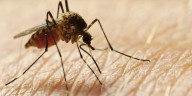 Death due to mosquito-borne Eastern Equine Encephalitis confirmed in Beaufort Co.