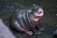Pygmy hippo is off to pastures new - The Edinburgh Reporter
