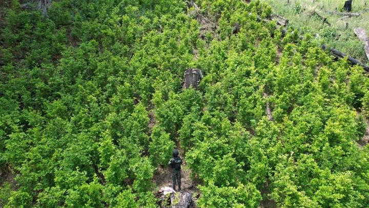 Fuerzas Armadas decomisan plantación de coca en norte de Honduras