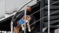 Hamilton pulls out of F1 tyre test to be with ailing dog