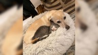 Tennessee Pup’s New Family Doesn’t Look Like Her But She Loves Them Just The Same