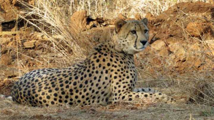 Project Cheetah: New big cats expected by year-end, talks on with Botswana, Namibia, Kenya