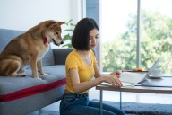 11 Loyal Dog Breeds That Follow You Room To Room