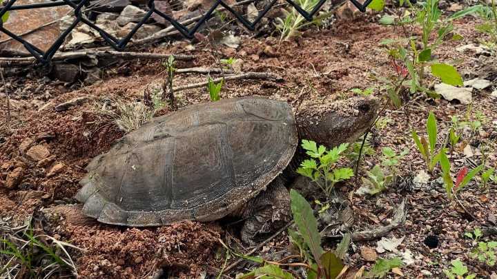 Watch your wheels: Baby snapping turtles are on the bike path by Hula