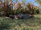 Scientists delight in Burmese python barfing up entire deer