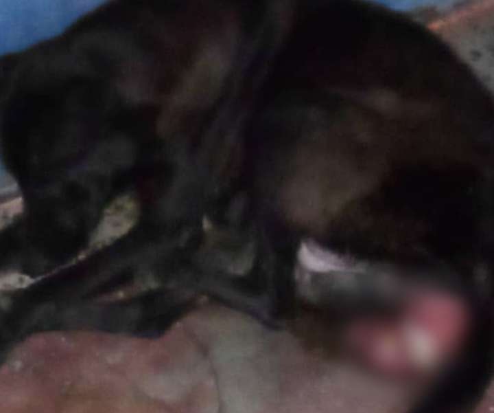 Urge rescatar a canina herida