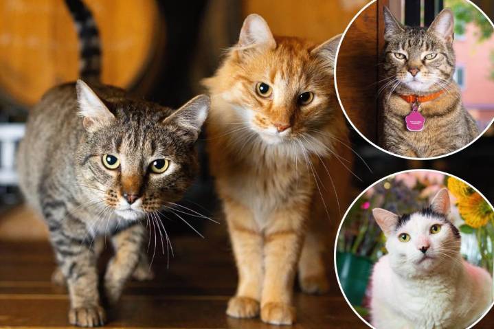 Shops Cats of New York book spotlights the city's best kitties