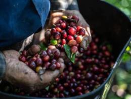 Cafeteros de Caldas celebran aumento en exportaciones