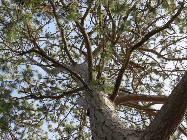 Learn how to find and measure Michigan’s oldest trees for conservation