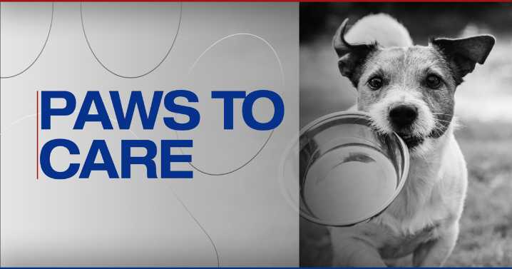 Paws to Care: Meet Andy, ready for his forever home