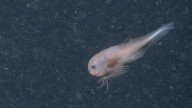 Hallazgo colosal bajo el mar: filman un extraño pez a 3 kms. de profundidad y es de una especie desconocida