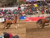 VIDEO. Carabinero del Cuadro Verde sufre accidente al caer de su caballo en presentación en el Parque Padre Hurtado