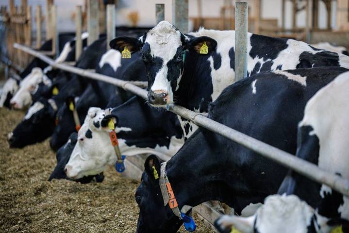 Pese a presencia del gusano barrenador, se reducen recursos para sanidad e inocuidad