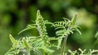‘Unusual’ levels of ragweed in pollen count reported in Chicago