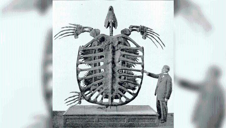 At 4.6 Meters Long, Archelon Was The Largest Turtle Ever Known To Have Lived