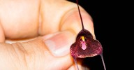 Hallan en Urrao la Drácula colombiana, una orquídea “vampiresa” única en el mundo