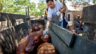Argentina dejará de vacunar contra la aftosa en 2026