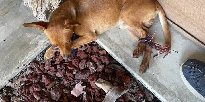 Hogtied dog abandoned in Ruskin manages to hop to safety; owner sought