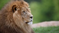 Zookeeper in Thailand dies after being attacked by lions in front of visitors
