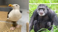 John Ball Zoo mourns the deaths of chimpanzee 'Sammy' and kelp gull 'Sunny'