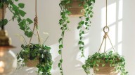 Las plantas colgantes de interior no solo decoran: limpian el aire y convierten tu casa en un refugio natural
