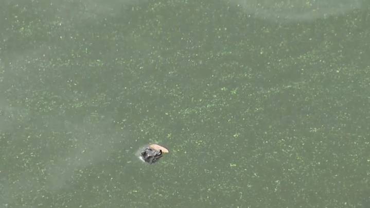 What to know: harmful algal bloom continues spreading in the Hudson River