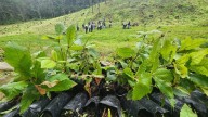 Beneficiarán a cuatro municipios poblanos con la plantación de 60 mil árboles