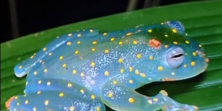Joya invisible: encuentran una de las ranas de ‘cristal’ más difíciles de localizar y está en Colombia