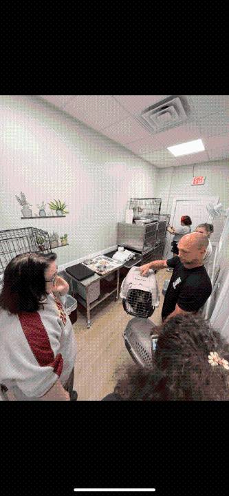 VB animal rescue takes in 21 cats after NC shelter gets shuts down
