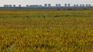 Alerta por la pérdida de variedades tradicionales de arroz