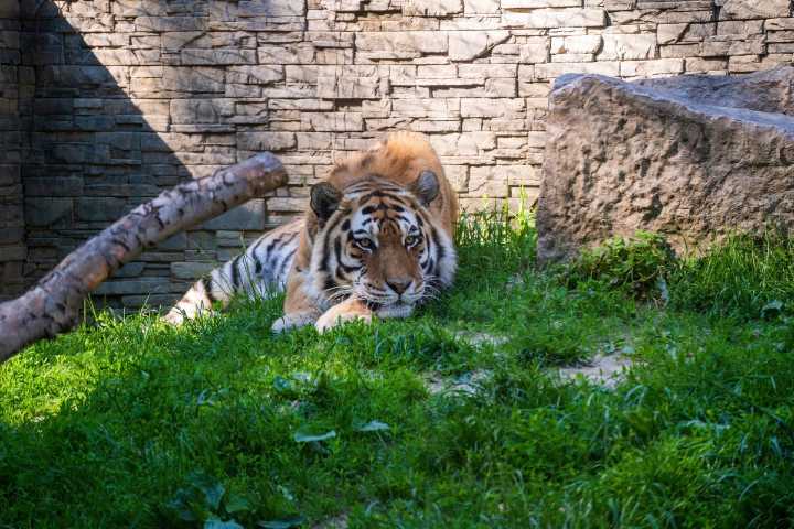 Tigre mata a su cuidador en una reserva de Oklahoma