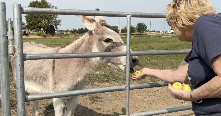 Middleton’s unofficial mascot: Meet Jiggy the Donkey