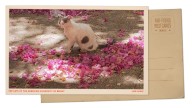 Video: Cats roam American University of Beirut in Lebanon : NPR
