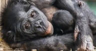 Birth of bonobo baby gives hope for world’s most endangered ape
