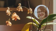 María Ferrarotto, experta en plantas: “Si tu orquídea está fea, no la tires a la basura”